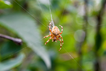 cross spider on its web in forest