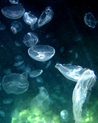 Jellyfish on the high seas
