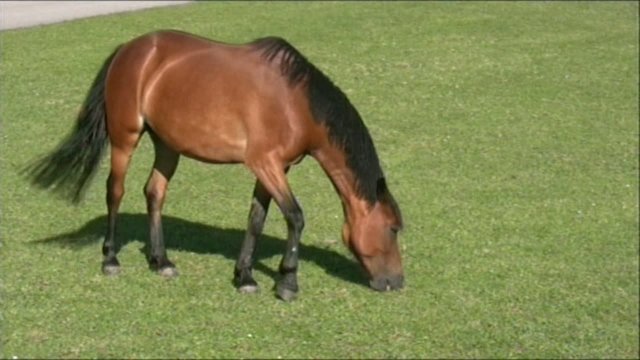 Grasendes Pferd