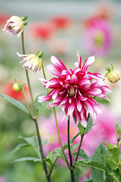 Dahlia in garden