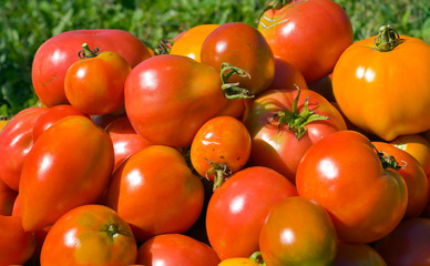 Fototapeta na wymiar Heap of Tomatoes 5