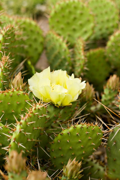 Cactus flower
