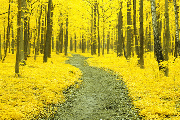 autumn forest © photolink