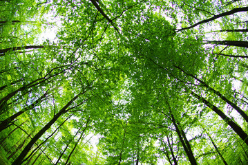 forest