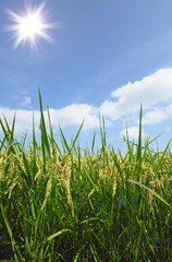 稲穂と青空