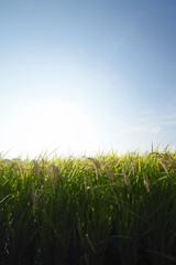 Obraz premium 稲穂と青空