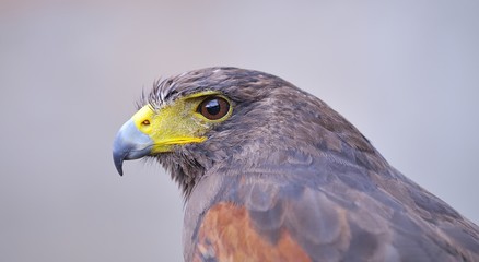 Retrato de halcon de harris.