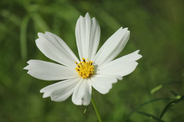 Obraz premium 白のコスモス