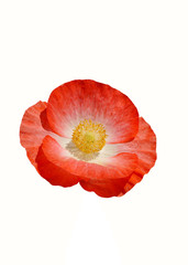 Oriental Poppy
