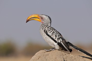Gelbschnabeltoko in der Etosha-Pfanne