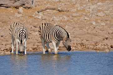 Fototapeta na wymiar Steppenzebra in Namibia 2