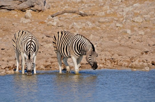Steppenzebra in Namibia 2