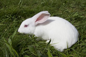 Portrait of young rabbits in a meadow