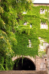 Ivy covers an Old town house