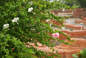 Beautiful pink and white Hibiscus flowers in a single plant