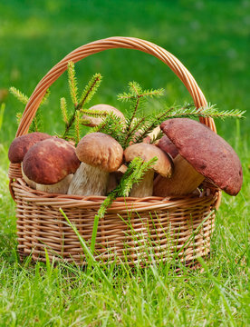 basket full of mushrooms