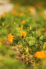 オレンジ色と黄色のマリーゴールド