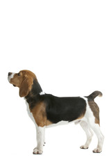 beagle de profil en studio