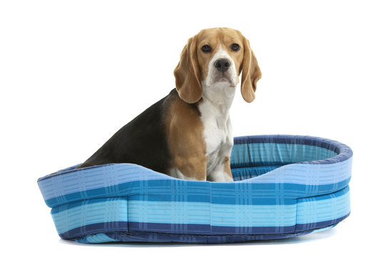 beagle dans son panier de couchage