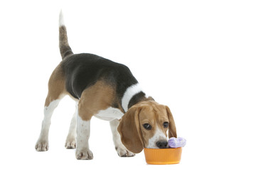 beagle en train de manger et boire - pet food