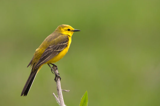 Yellow Wagtail