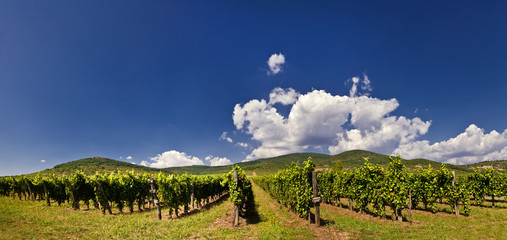 panorama vineyard
