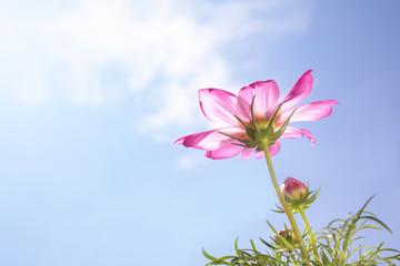 Obraz premium Pink Cosmos Flower and Blue Sky
