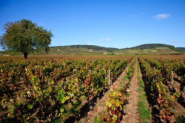 paysage viticole