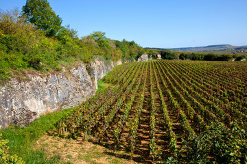 Fototapeta na wymiar krajobraz winnicy