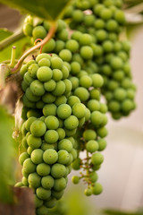Bunch of white vine grapes