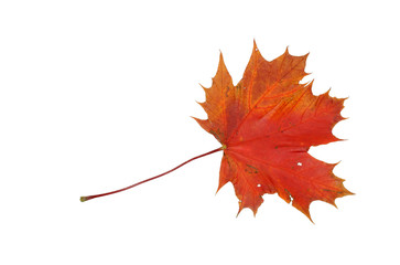 maple leaf