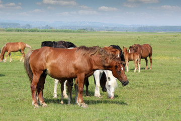 Naklejka na ściany i meble horses in pasture