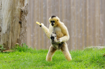 Gibbon à joues blanches et son petit