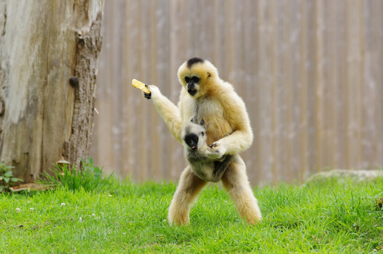 Gibbon &agrave; joues blanches et son petit