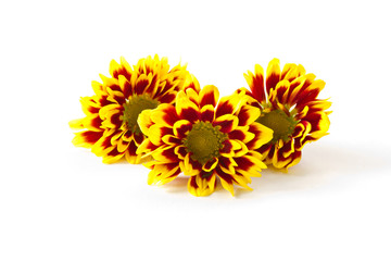 Obraz premium chrysanthemum flower