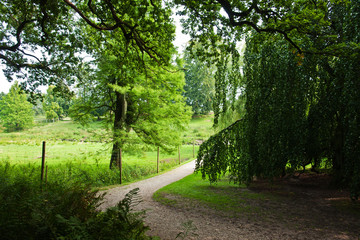 Fototapeta premium Beautiful footpath in summer green forest