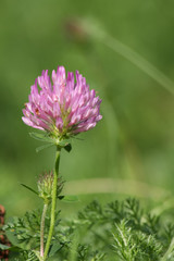 fleur de trèfle