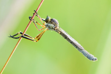 Gemeine Schlankfliege - Leptogaster cylindrica