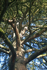Fototapeta premium tree