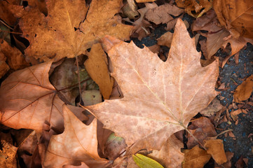 Maple leaf, autumn concept