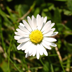 Magaritenblume © bofotolux