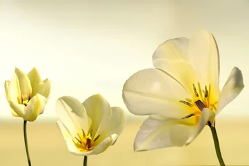 Cercles muraux Tulipe tulipan