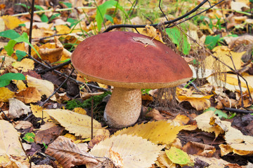 Mushroom in the autumn forest.