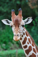 giraffe looking at camera