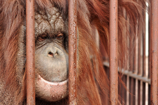 Orang-utan in the zoo