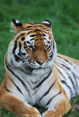 Fototapeta na wymiar Tygrys amurski leżącego