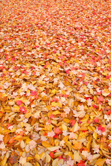 Fallen colorful autumn leaves good for background