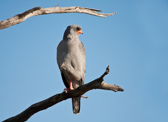 Dark Chanting Ghoshhawk sitting on branch