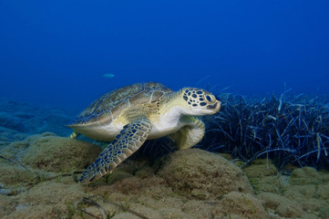 Fototapeta premium Green turtle over blue ocean background.