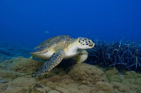 Green turtle over blue ocean background.